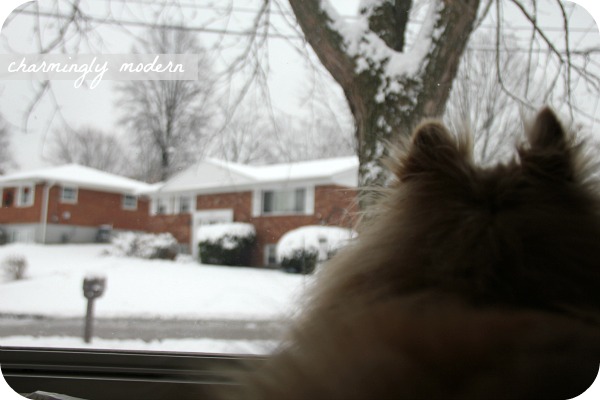 aslan looks out the window