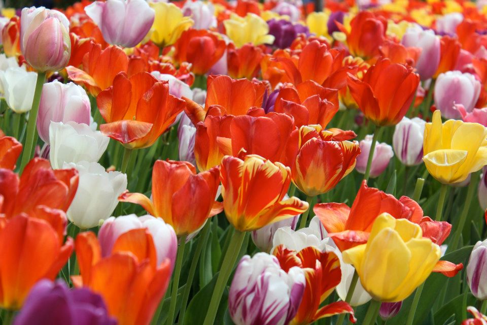 blooming tulips at the zoo