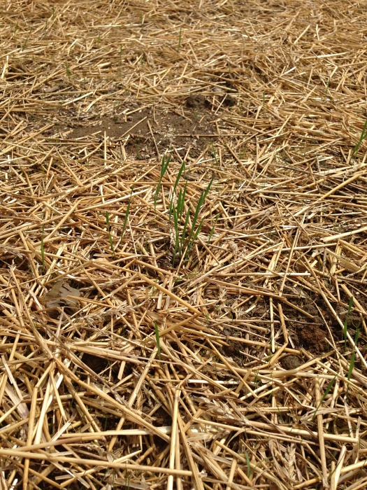 grass seed growing under hay
