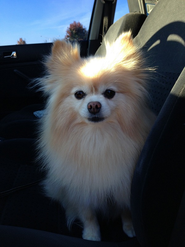 pomeranian fur cut