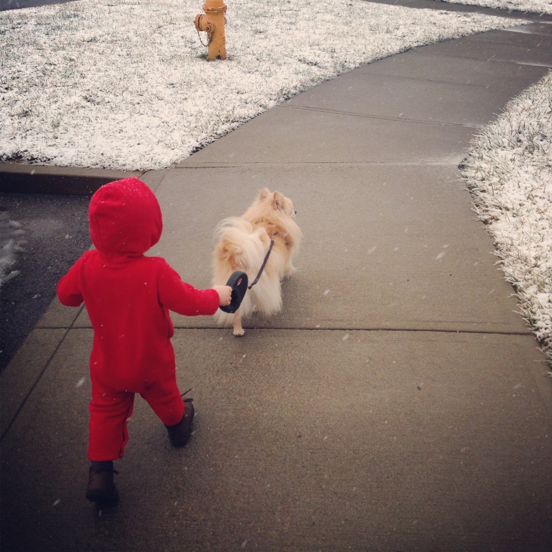 toddler walking dog