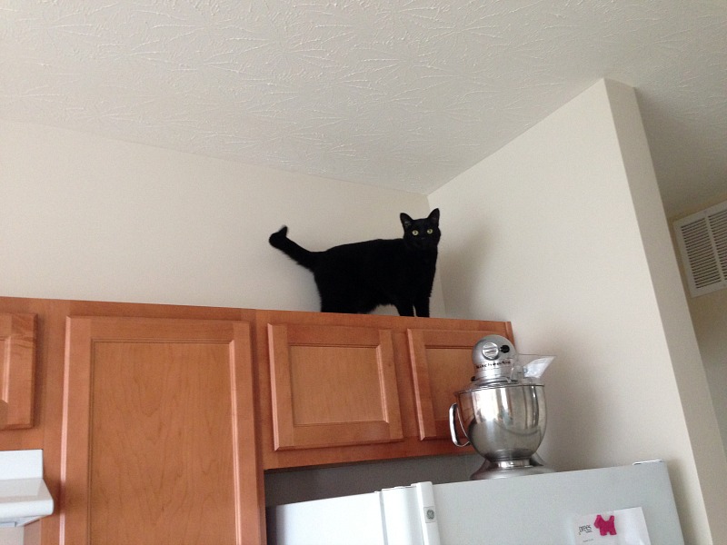 Cat on upper cabinets