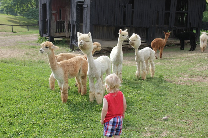 alpaca farm