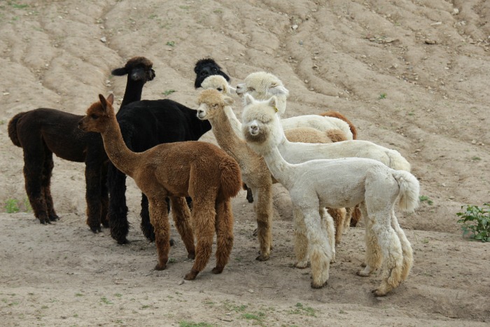 alpacas