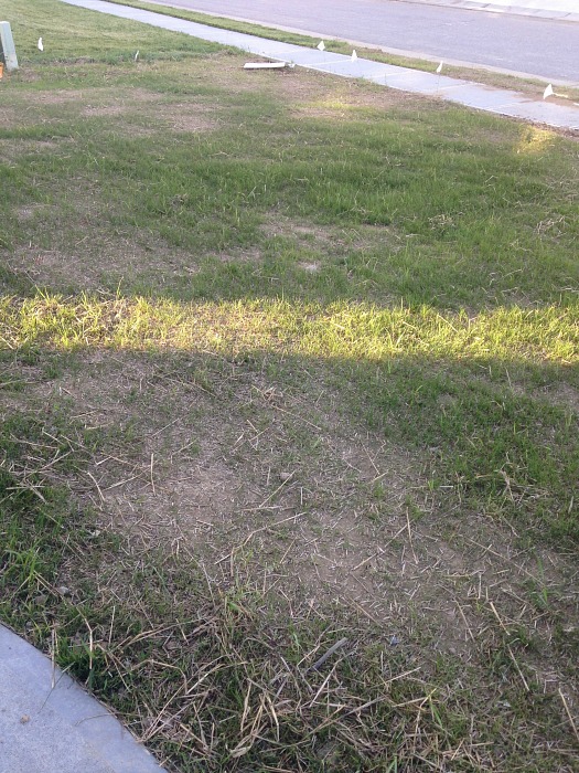 patchy grass front yard