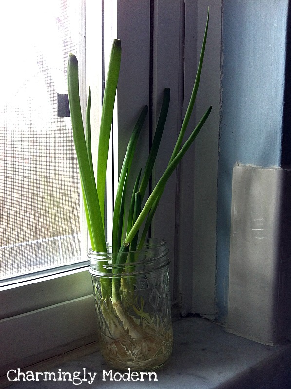 regrowing scallions green onions