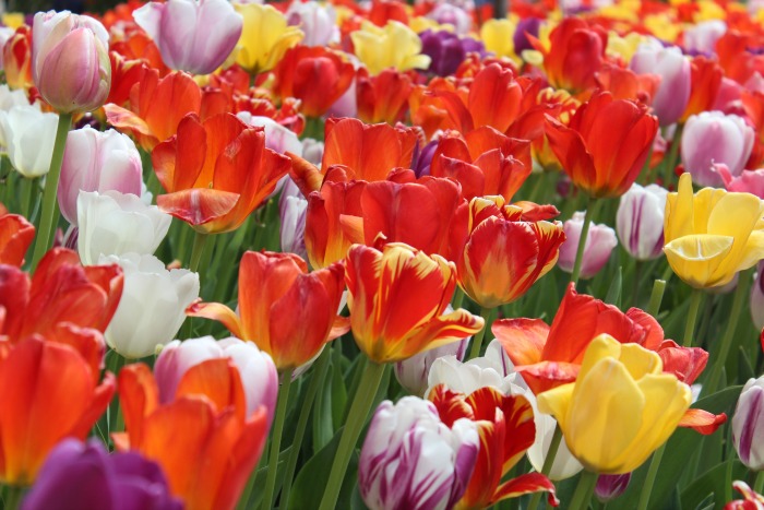 field of tulips cincinnati zoo